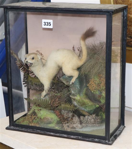 A Victorian taxidermied stoat, cased